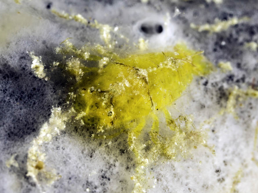 Gelastocaris paronae